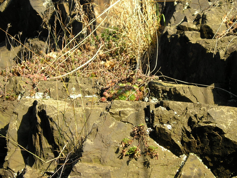 globiferum ssp. globiferum from Plasy, Eisenbahn