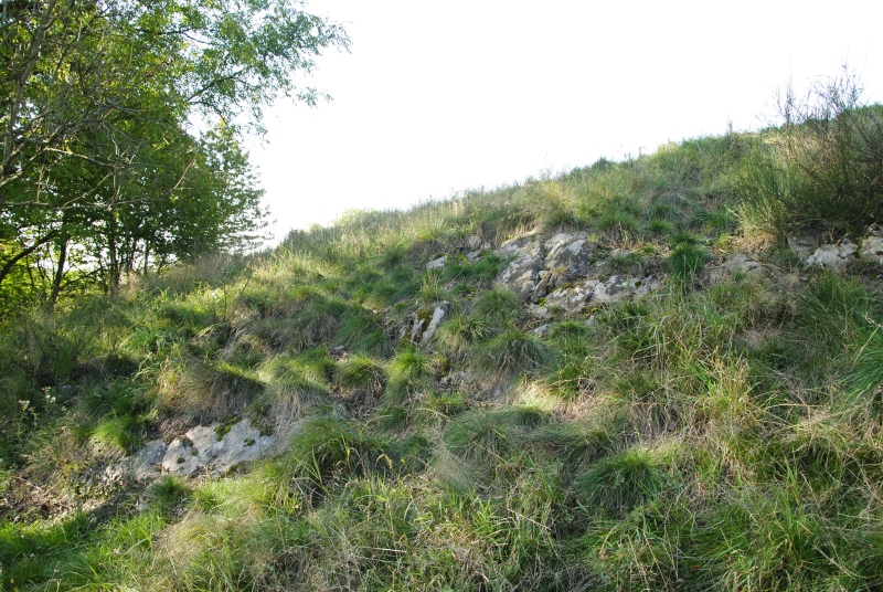 globiferum ssp. globiferum from Zlatá Hvězda