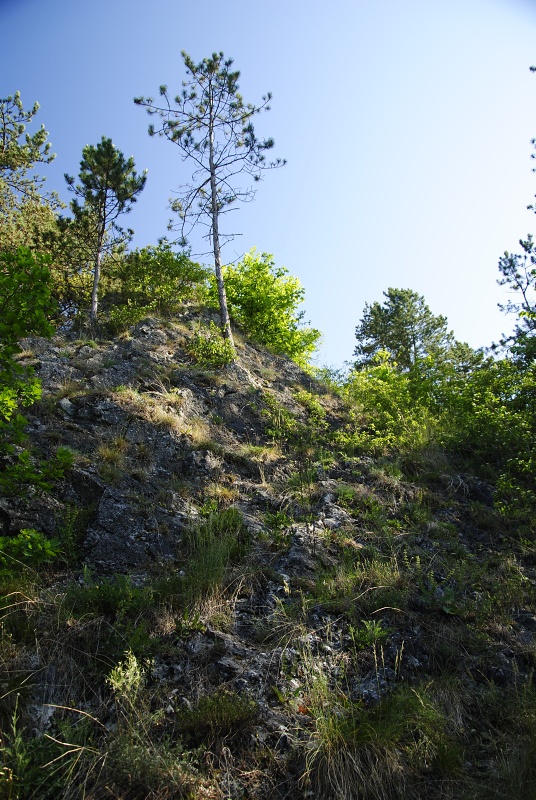 globiferum ssp. globiferum from Hostim, Vysoká stráň, unten