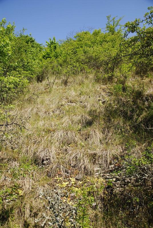 globiferum ssp. globiferum from road Srbsko - Karlštejn