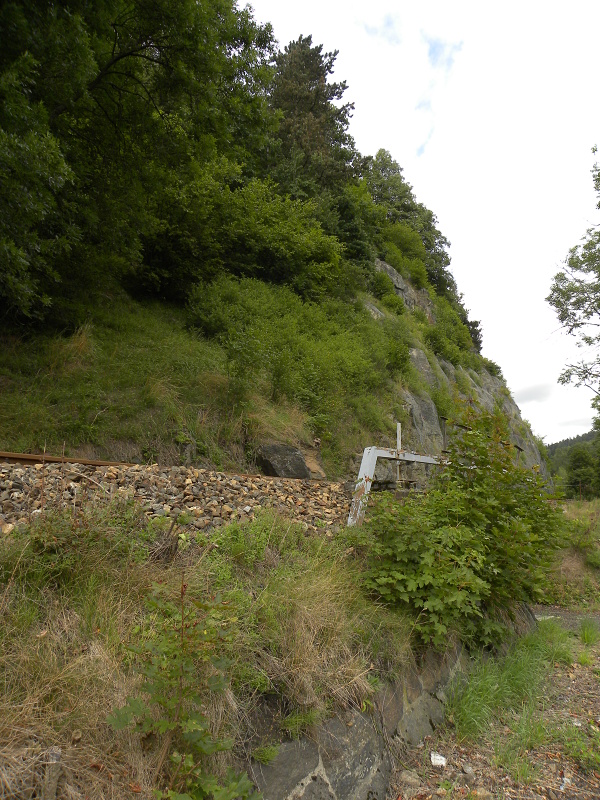 globiferum ssp. globiferum from Bečov nad Teplou, Eisenbahn