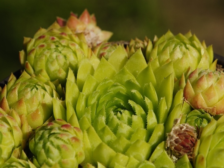 globiferum ssp. globiferum from Lipovec, Velká Dohoda