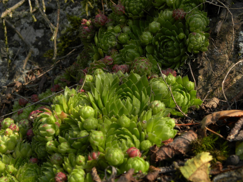 globiferum ssp. globiferum from Skomelno, Hůrka