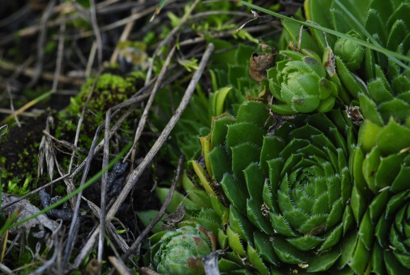 globiferum ssp. globiferum from Zlatá Hvězda