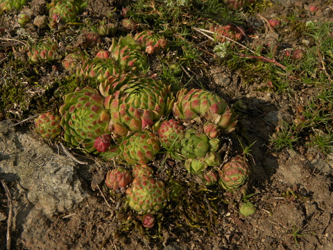globiferum ssp. globiferum from Branišovský vrch