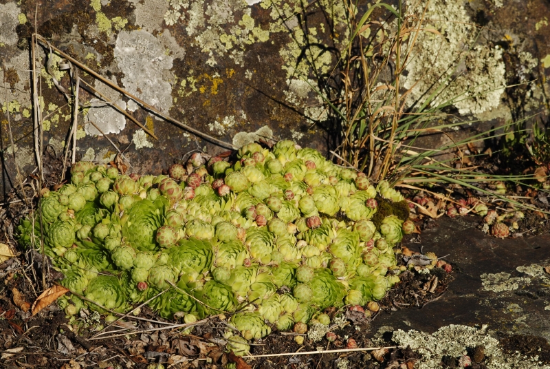 globiferum ssp. globiferum from Statíková skála