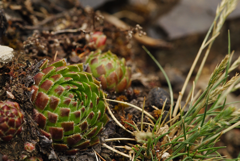 globiferum ssp. globiferum from Týřov