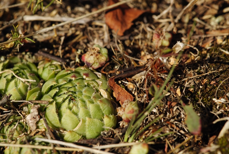 globiferum ssp. globiferum from Hudlická skála