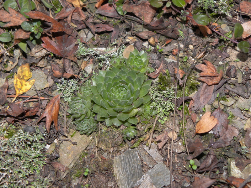 globiferum ssp. globiferum from Manětín, Vuršův mlýn