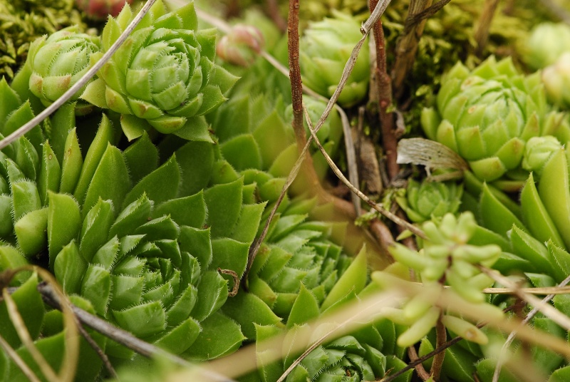 globiferum ssp. hirtum from Bratislava, Parlament