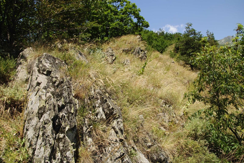 leucanthum from Dalgia Rid, unten