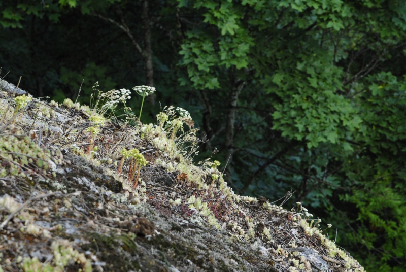 leucanthum from Molitvenata skala