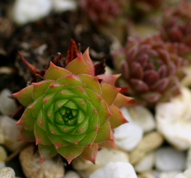 marmoreum ssp. ballsii