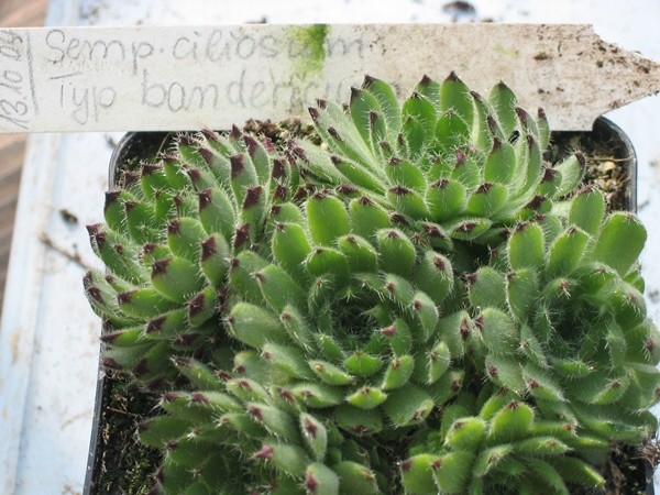 ciliosum (bandericum)