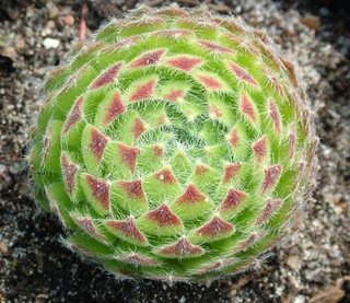 ciliosum ssp. ciliosum (borisii)