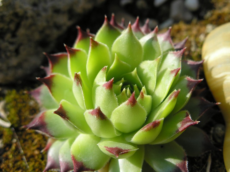 calcareum from Queyras