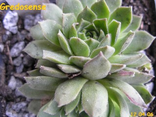 cantabricum ssp. guadarramense (gredosense) from Portilla del Rey