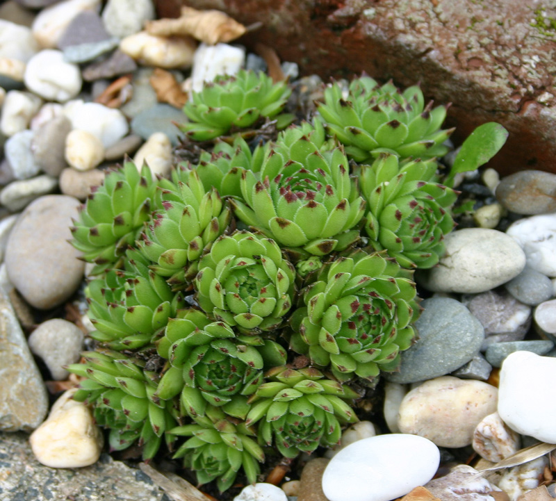 cantabricum