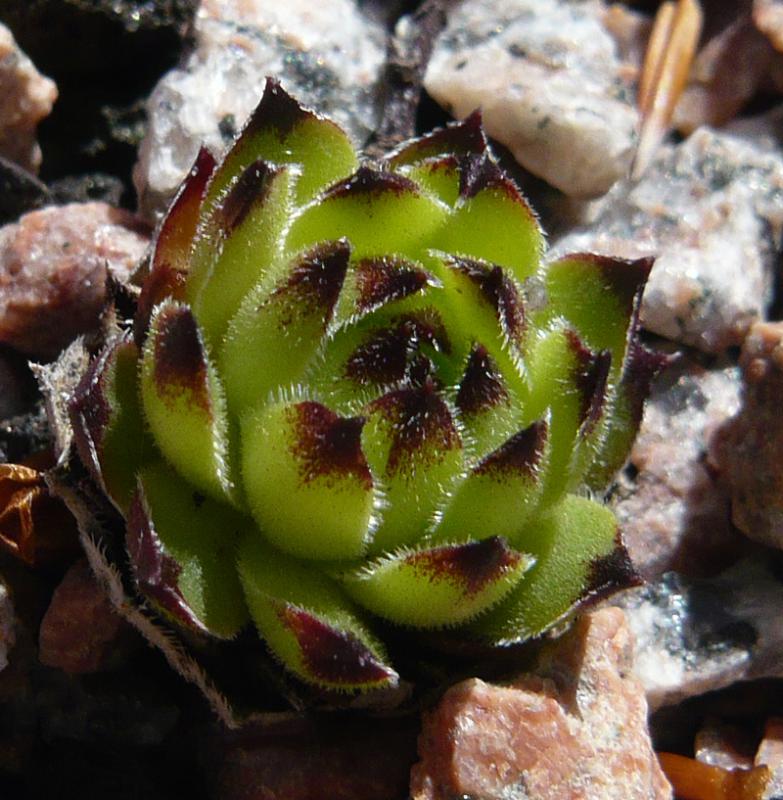 cantabricum ssp. cantabricum from Bulnes