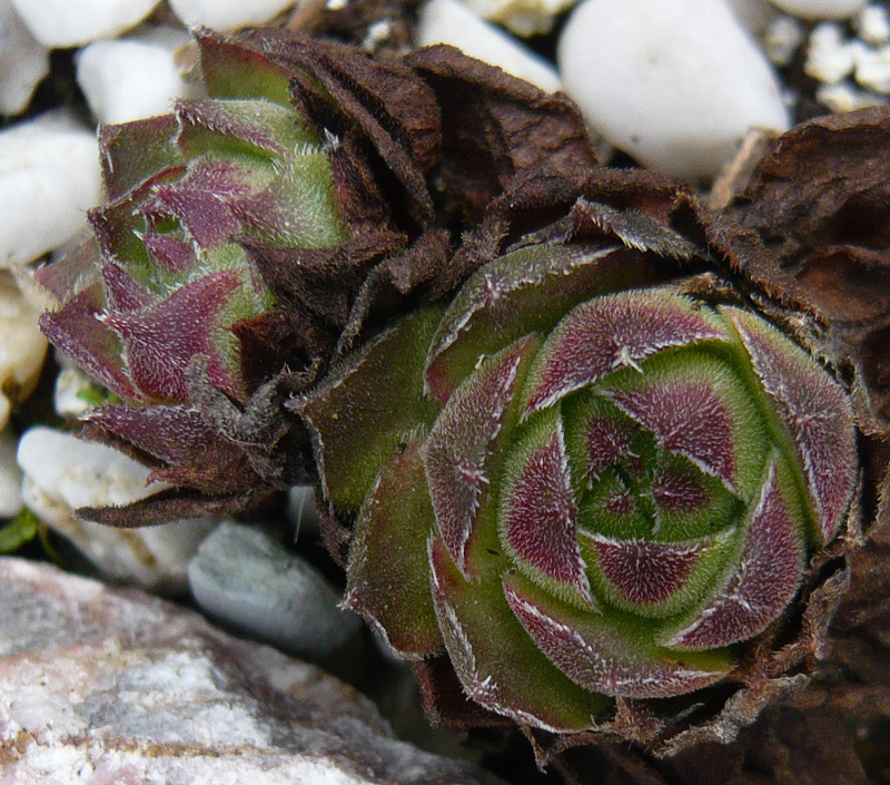 cantabricum ssp. cantabricum from Cuevas del Sil
