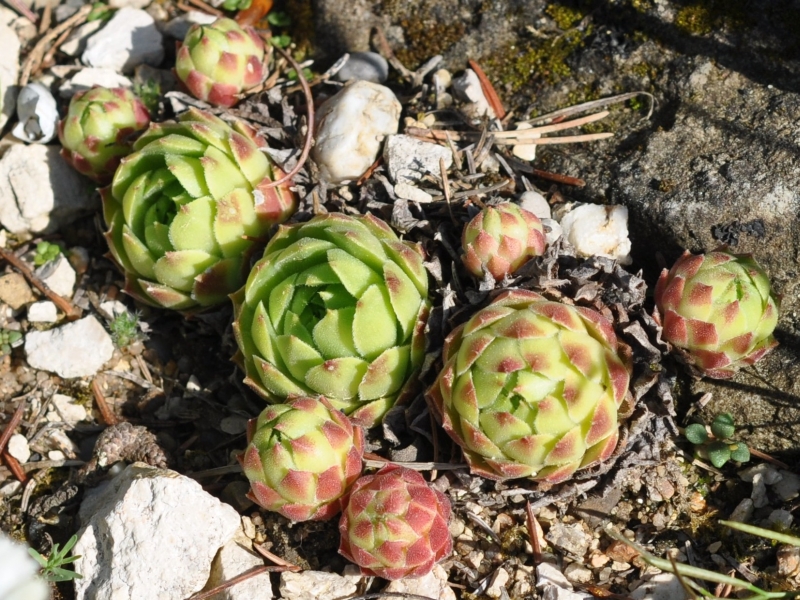 cantabricum ssp. urbionense