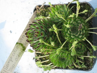 ciliosum ssp. octopodes