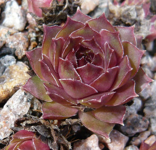 fauconnetii (villosum)
