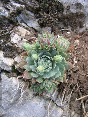 globiferum ssp. lagarinianum from Spiazzi