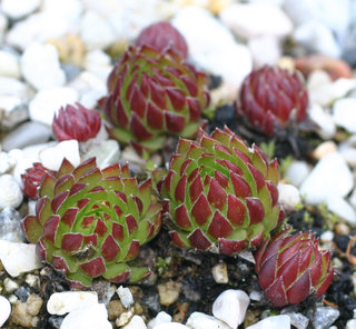 globiferum ssp. hirtum from Baba Mare