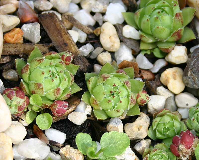 globiferum ssp. hirtum from Budai Mts Typ B HO