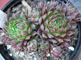 globiferum ssp. hirtum from Col d'Aubisque