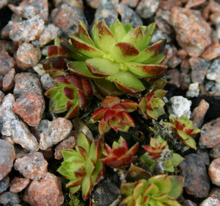 globiferum ssp. hirtum from Falkenstein