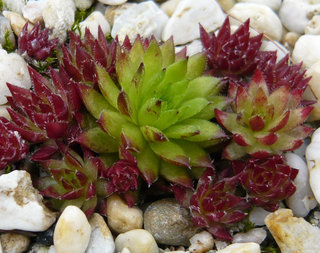globiferum ssp. hirtum from Margarethen