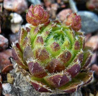 globiferum ssp. hirtum from Völlerin