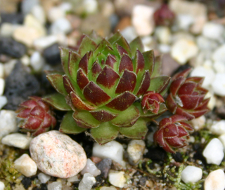 globiferum ssp. hirtum from Vysoke Tatry