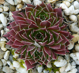 heuffelii from Rujen