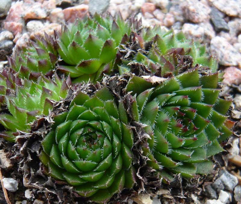 globiferum ssp. hirtum x S. heuffelii Nr. 3