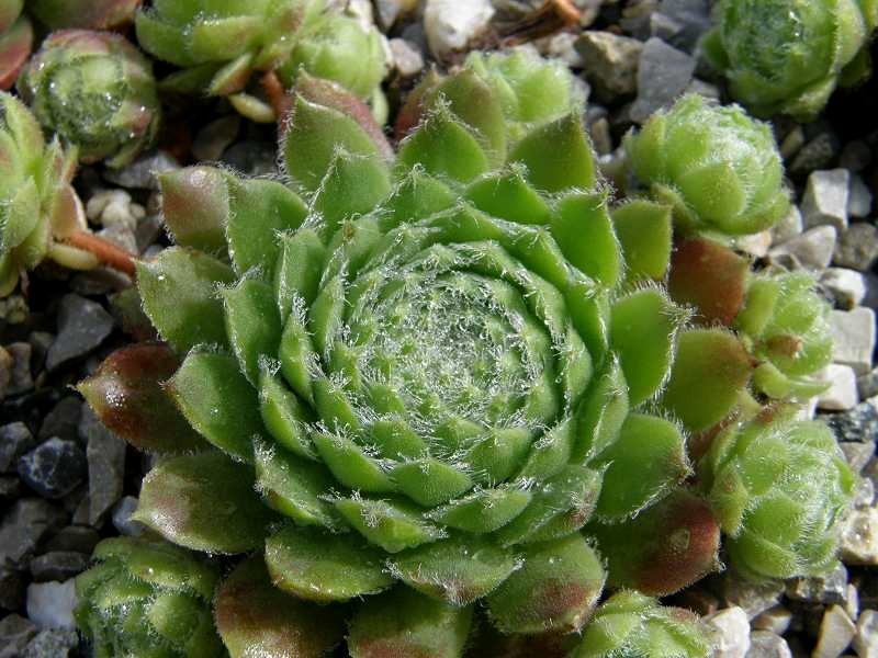 Kannos Cobweb