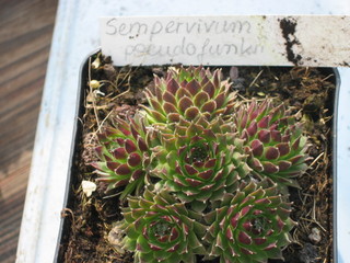 pseudofunkii
