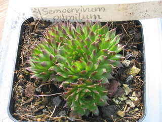 pumilum