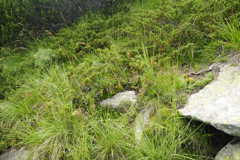 heuffelii from Vihren - O Abhang