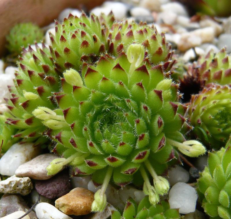 ciliosum ssp. octopodes (apetalum)
