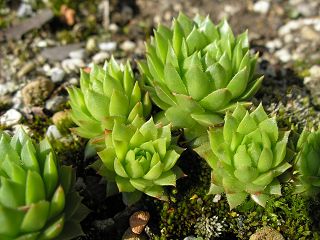 marmoreum ssp. ballsii