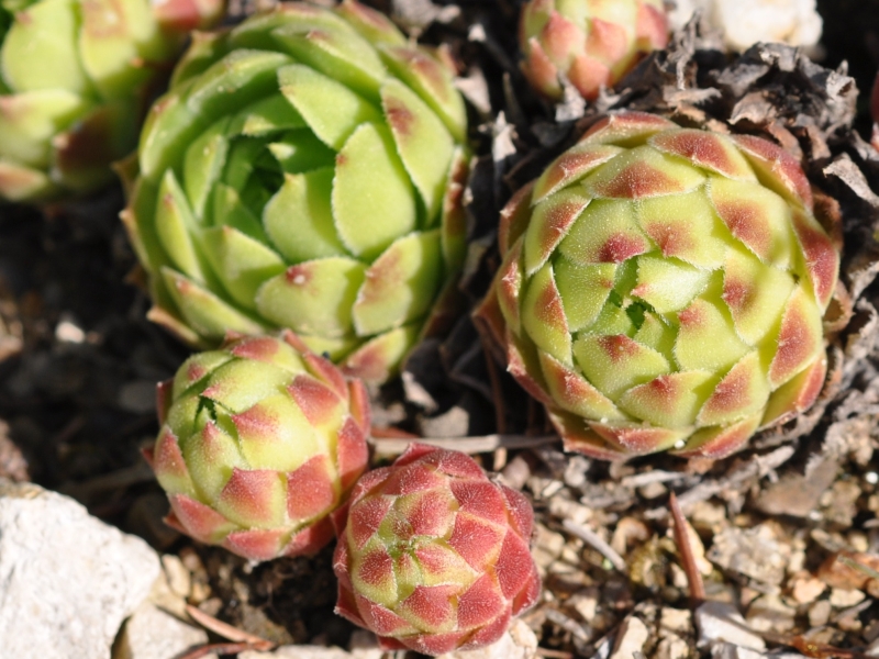 cantabricum ssp. urbionense