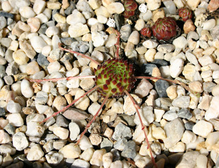 ciliosum ssp. octopodes