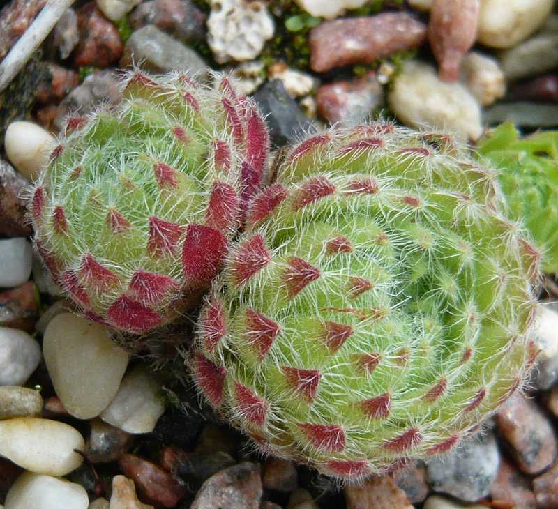 ciliosum from Strumska Dolina