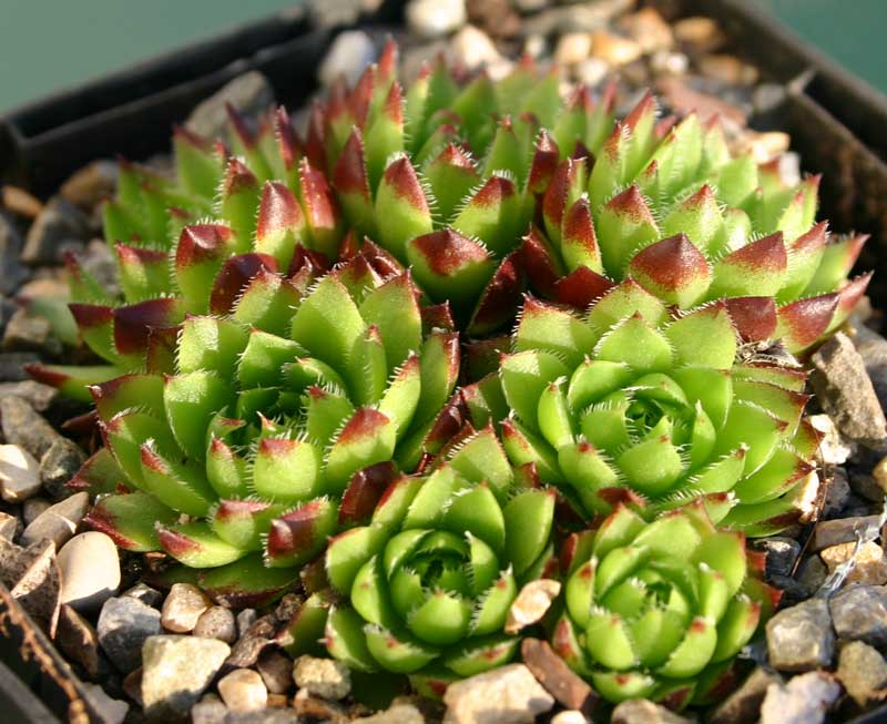 globiferum ssp. hirtum x S. heuffelii Nr. 3