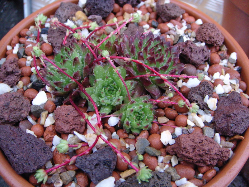 marmoreum (rubrifolium)