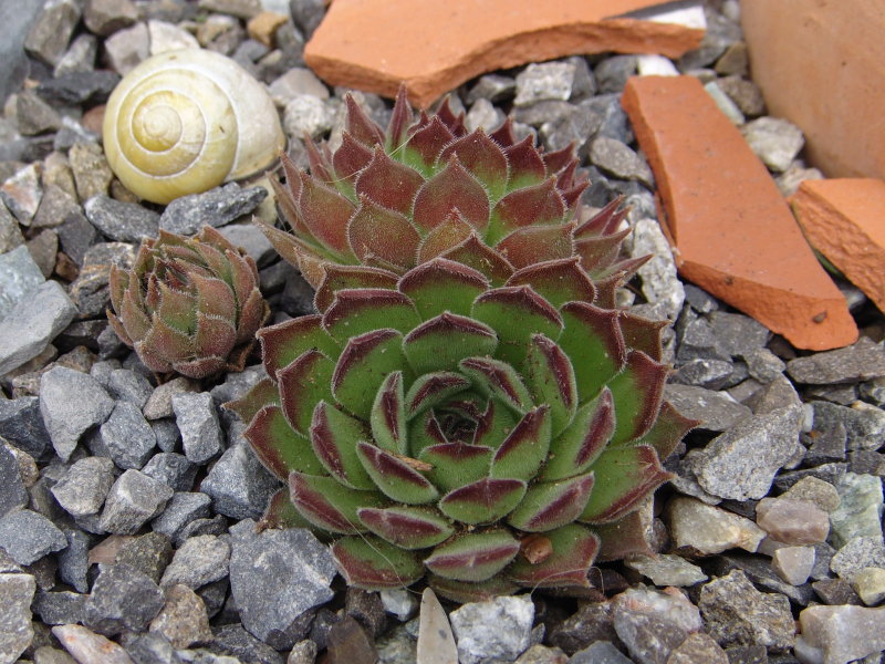 marmoreum (stoloniferum)