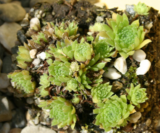 pumilum